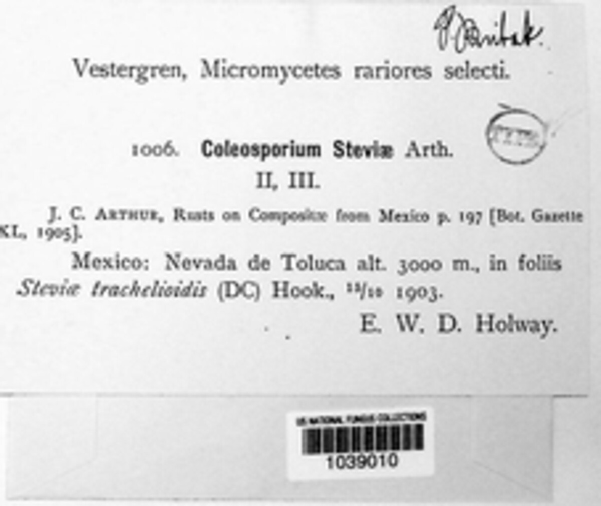 Coleosporium steviae image